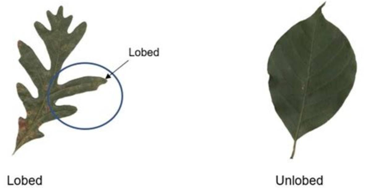 What Does Lobed Mean?