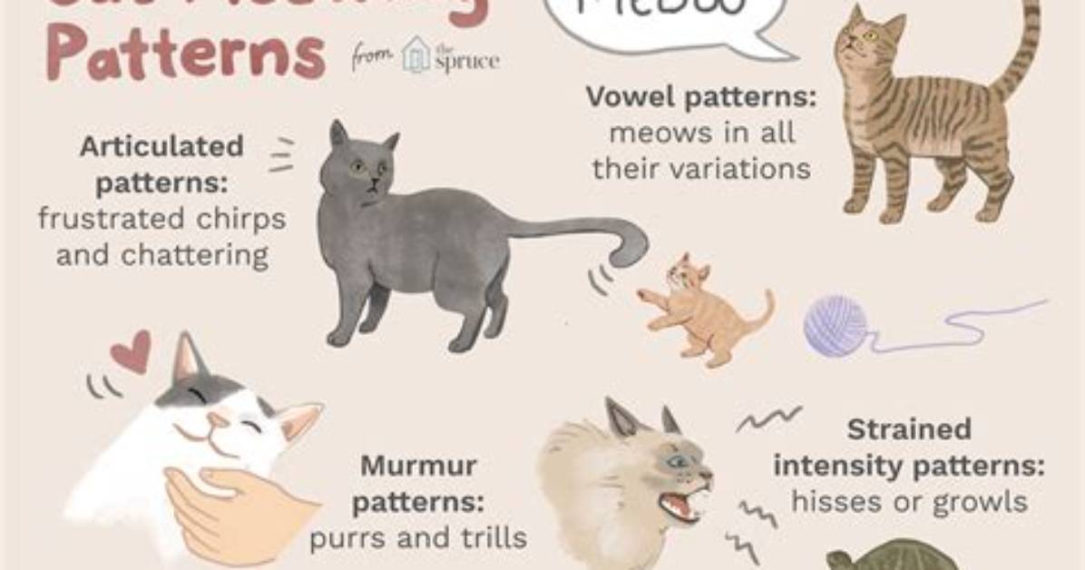 What Does Meowing Mean?