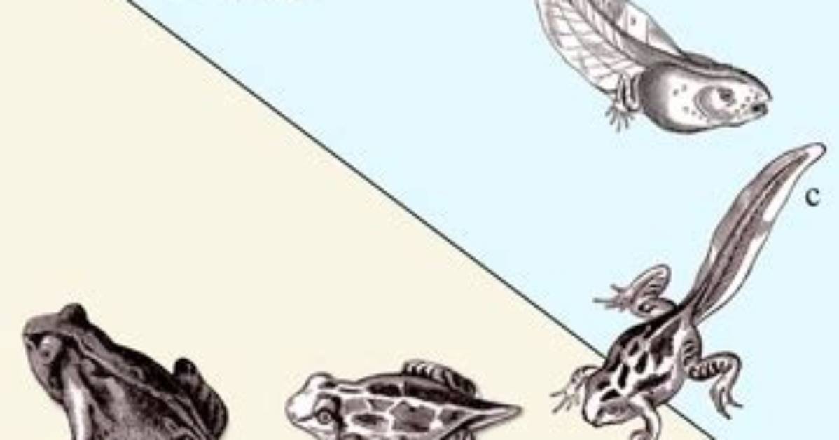 What Does Metamorphose Mean - Lisbd-Net. Com