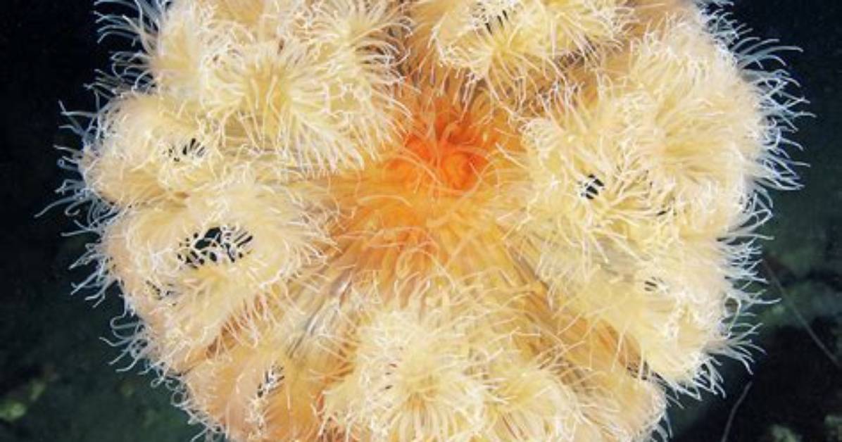 What Does Metridium Mean?