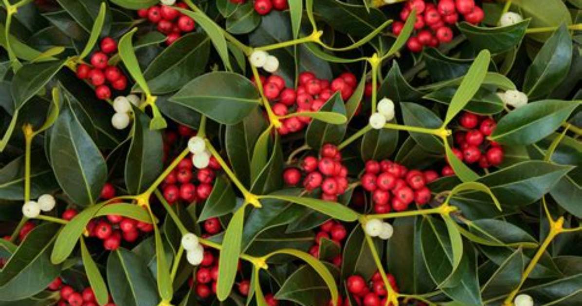 What Does Mistletoe Symbolize