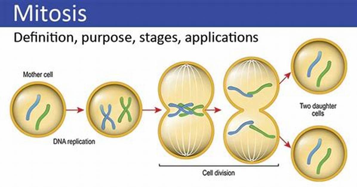 What Does Mitosis Mean?