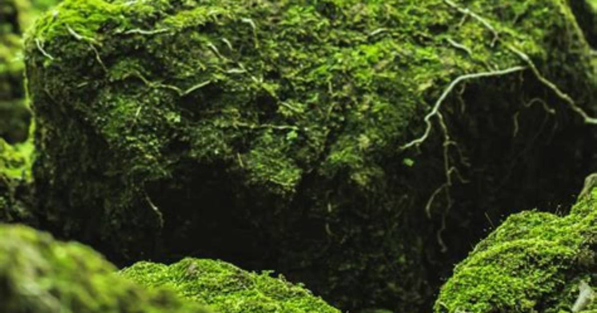 What Does Moss Symbolize