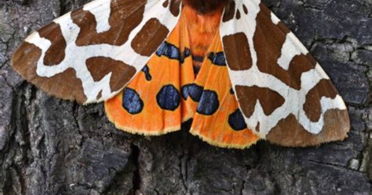 What Does Moth Like Stars Mean?