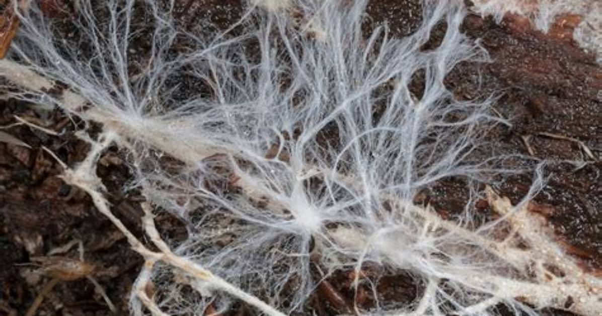 What Does Mycelium Feed On