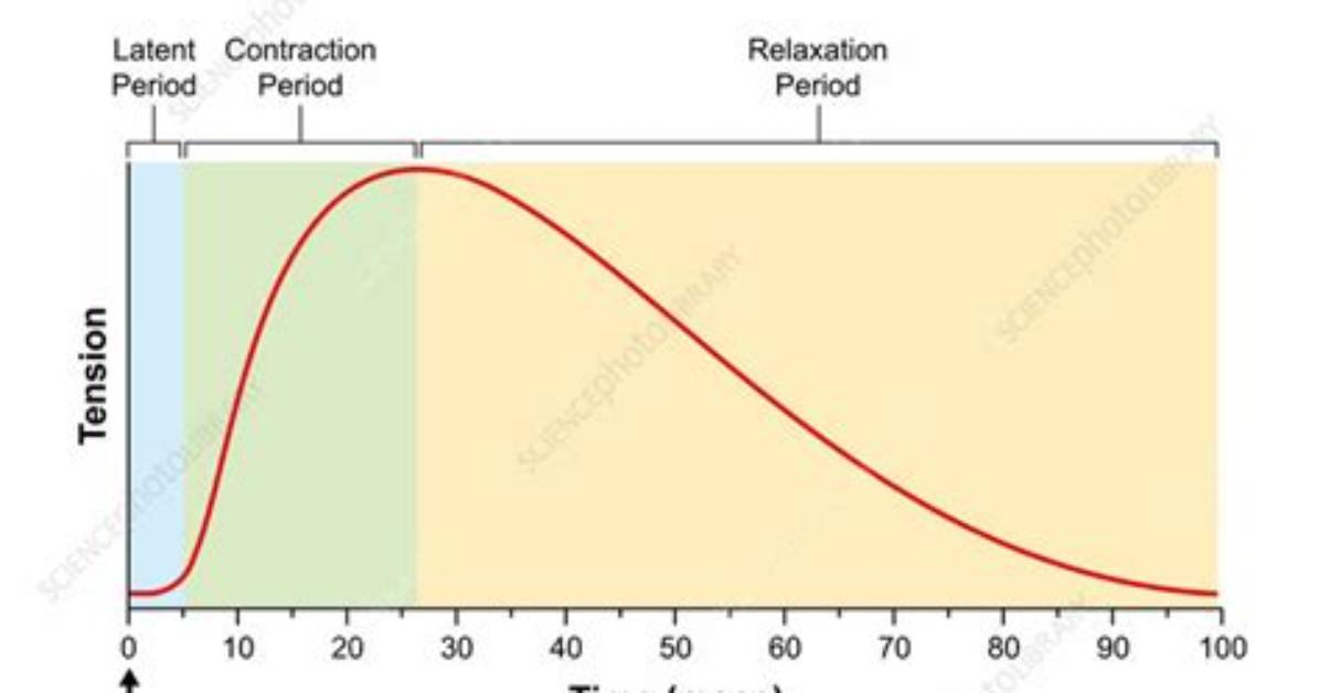 What Does Myogram Means?