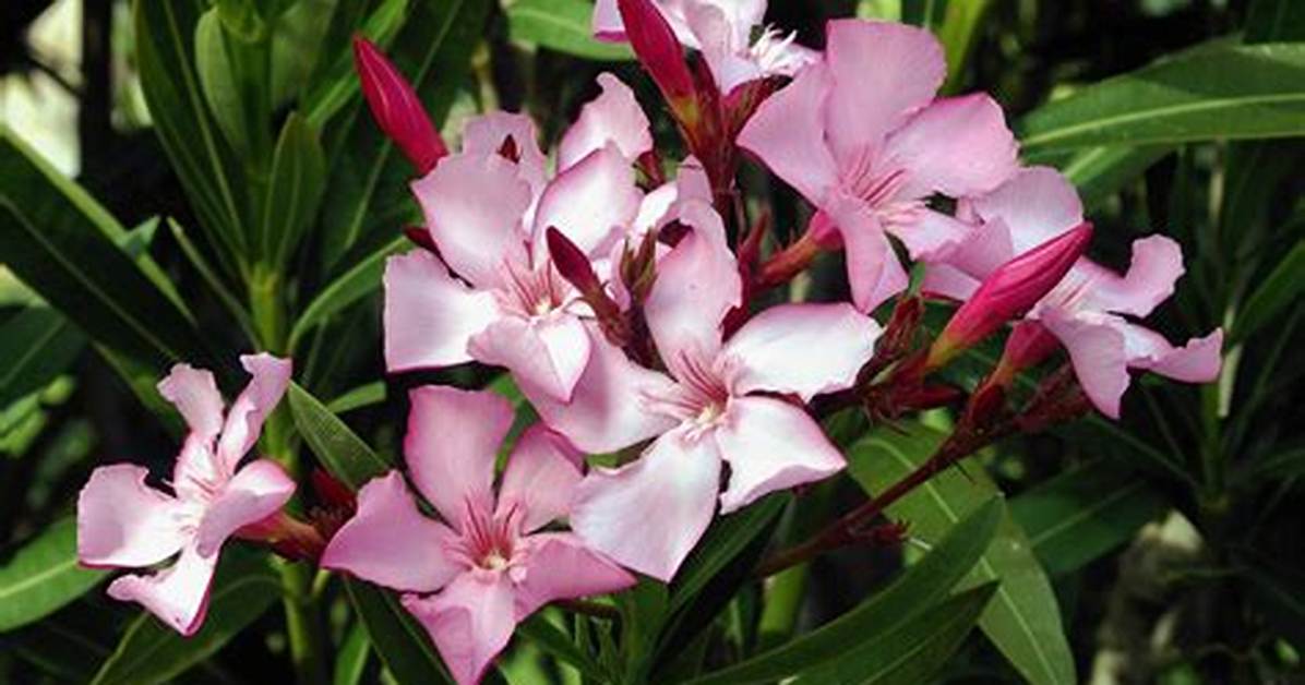 What Does Nerium Oleander Look Like?