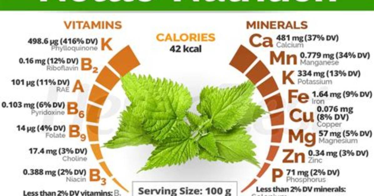 What Does Nettle Do for the Body?