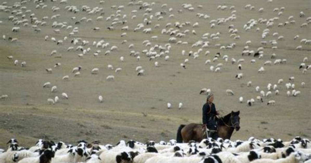 What Does Nomadic Herding Mean
