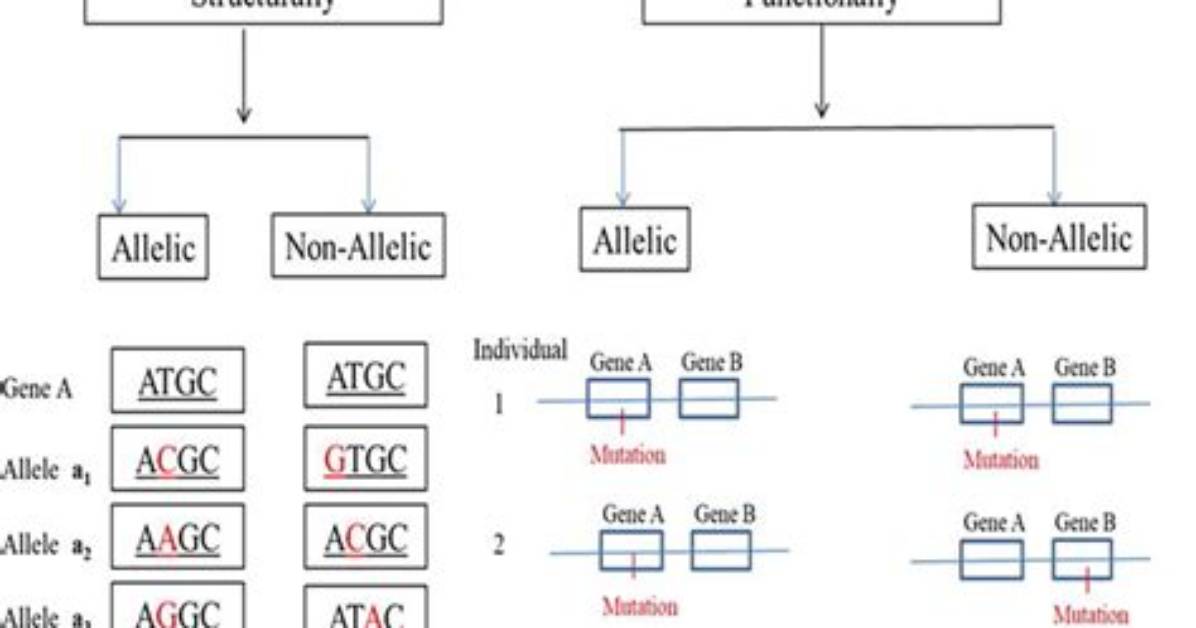 What Does Non Allelic?