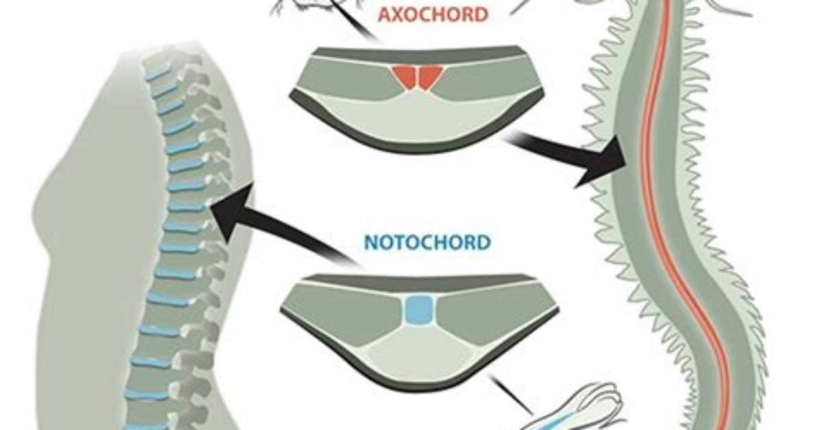 What Does Notochord Become - Lisbd-Net. Com
