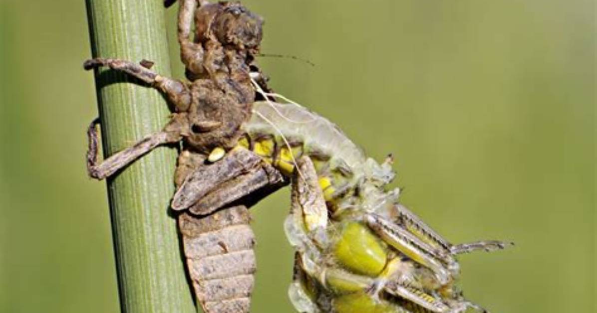 What Does Nymph Like Mean?