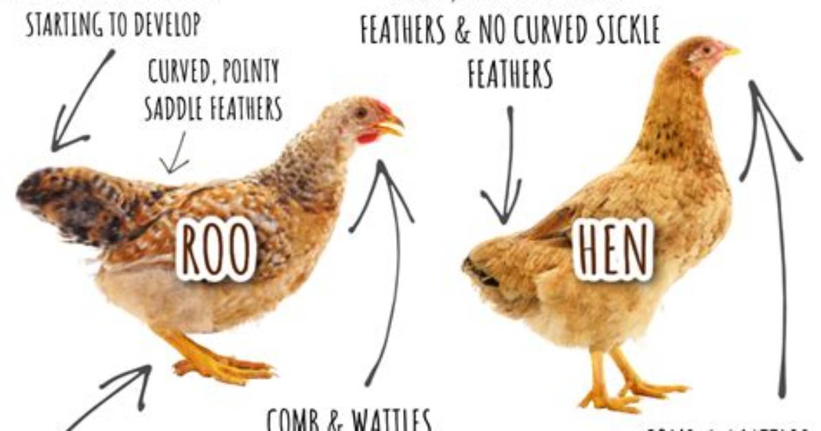 What Does Old Hen Mean