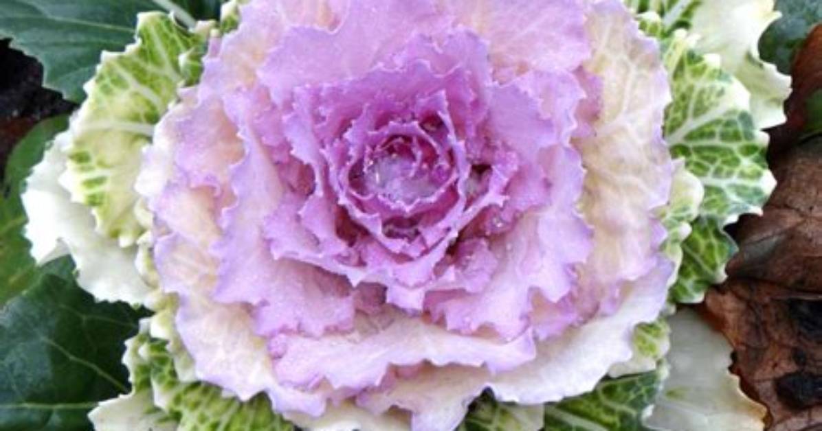 What Does Ornamental Cabbage Look Like