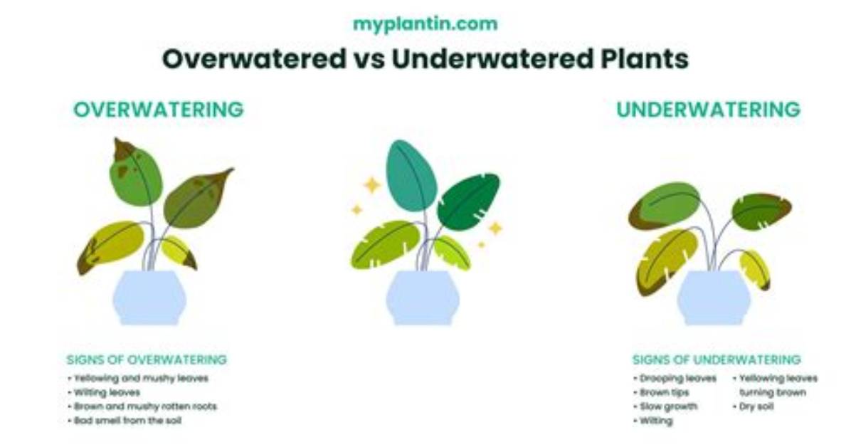 What Does Overwatering Look Like?