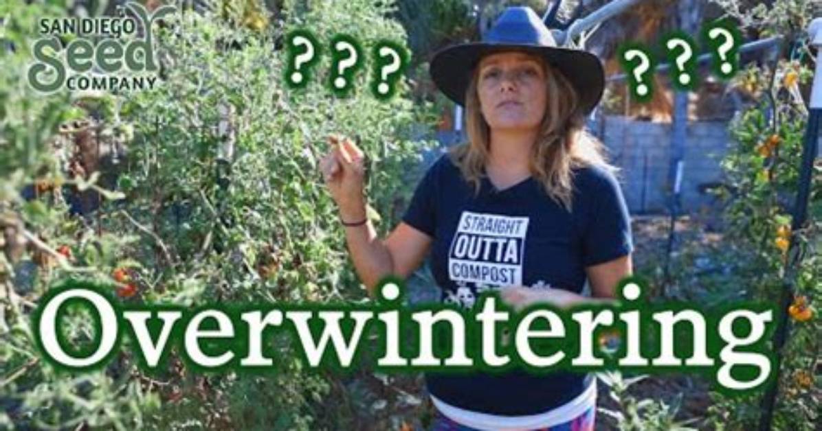 What Does Overwinter Mean?