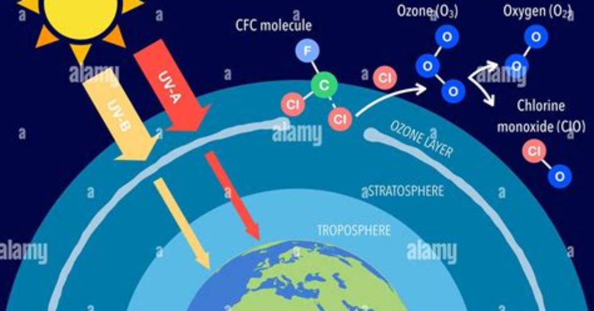What Does Ozone Do to Plants