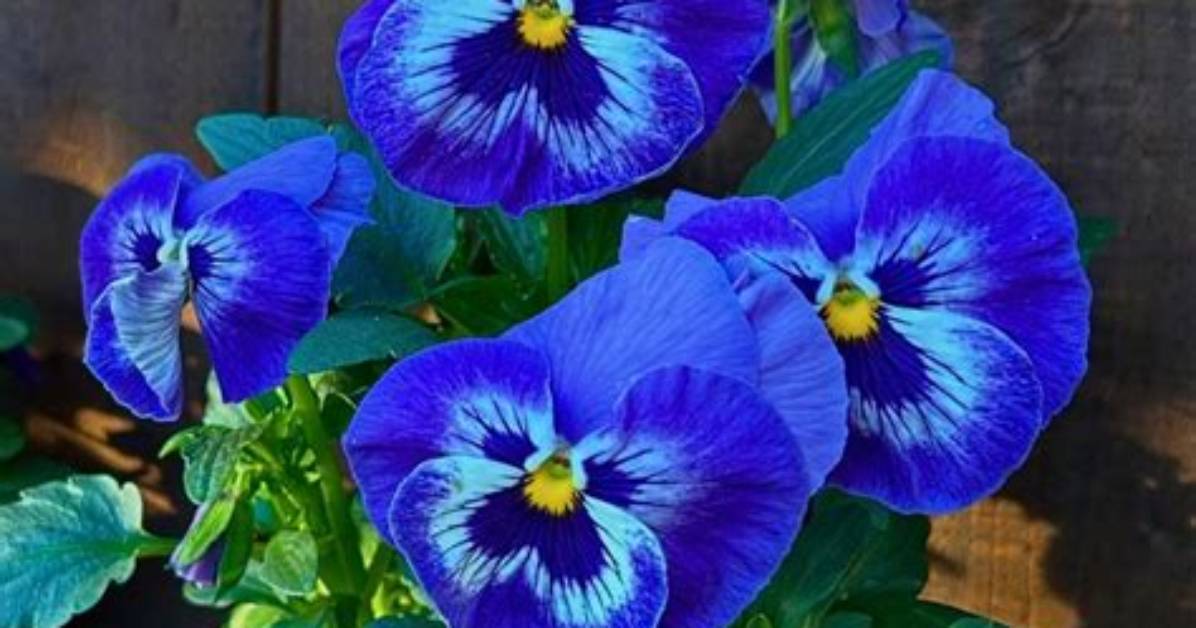 What Does Pansies Look Like?