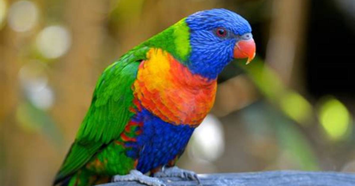 What Does Parroquet Mean?