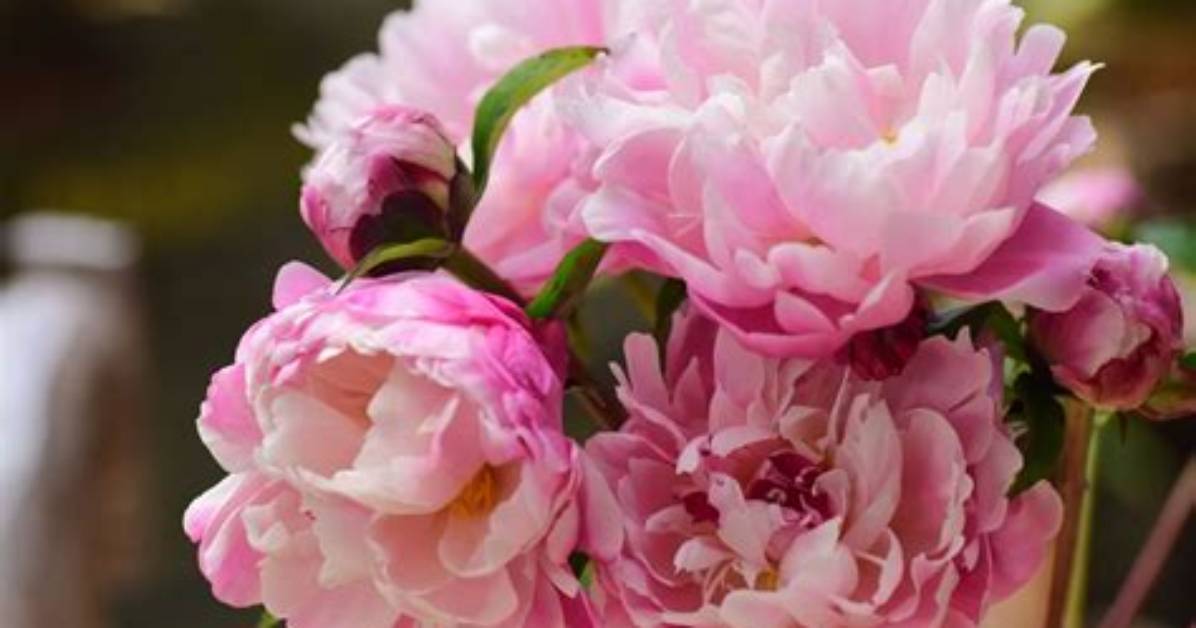 What Does Peony Smell Like