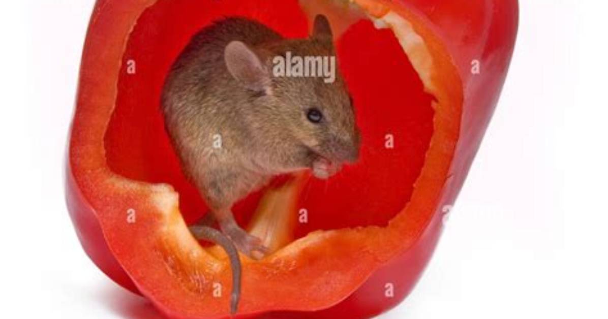 What Does Pepper Do to Mice?