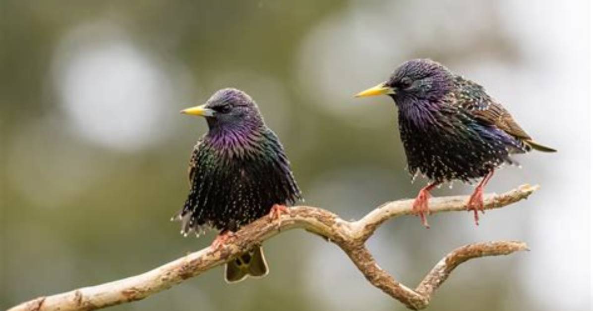 What Does Perched Mean?