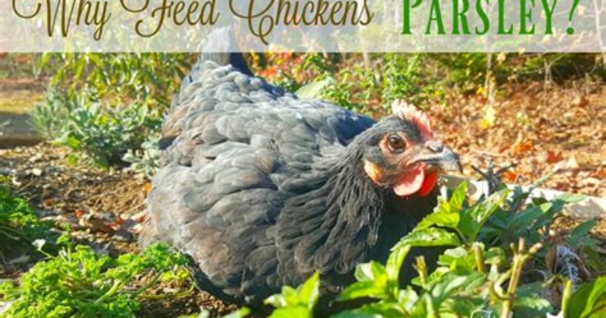 What Does Perdue Feed Their Chickens?