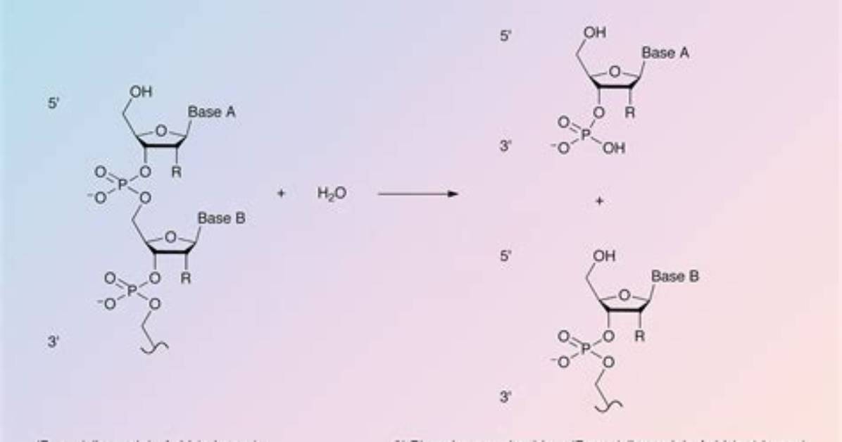 What Does Phosphodiesterase Do?