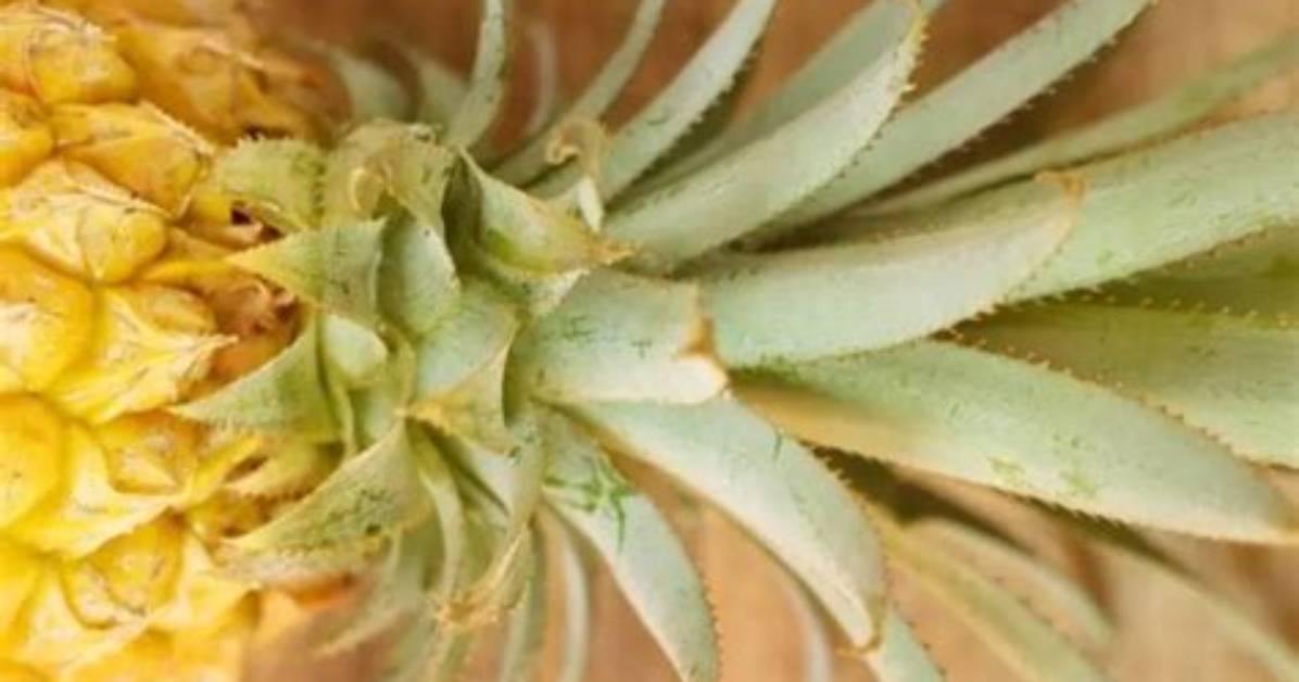 What Does Pineapple Mean on Instagram