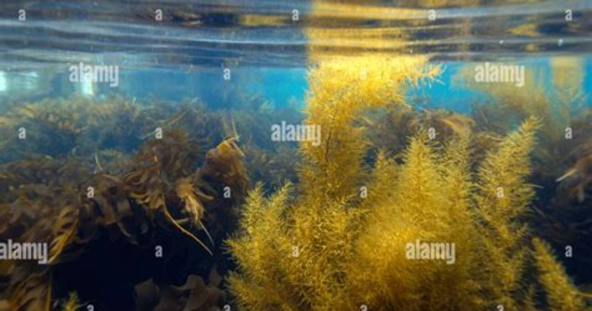 What Does Pinnatifida Mean?
