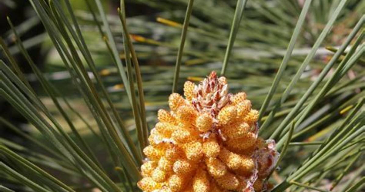 What Does Pinus Pinaster?