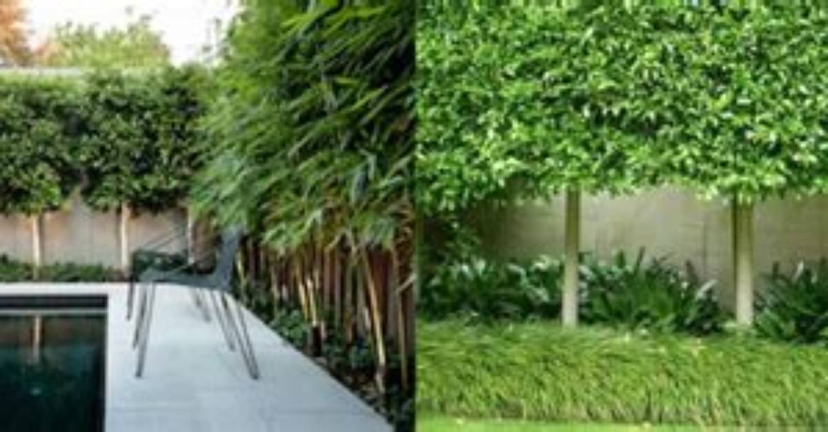 What Does Pleached Mean?