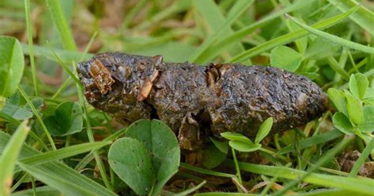 What Does Poo Poo Look Like