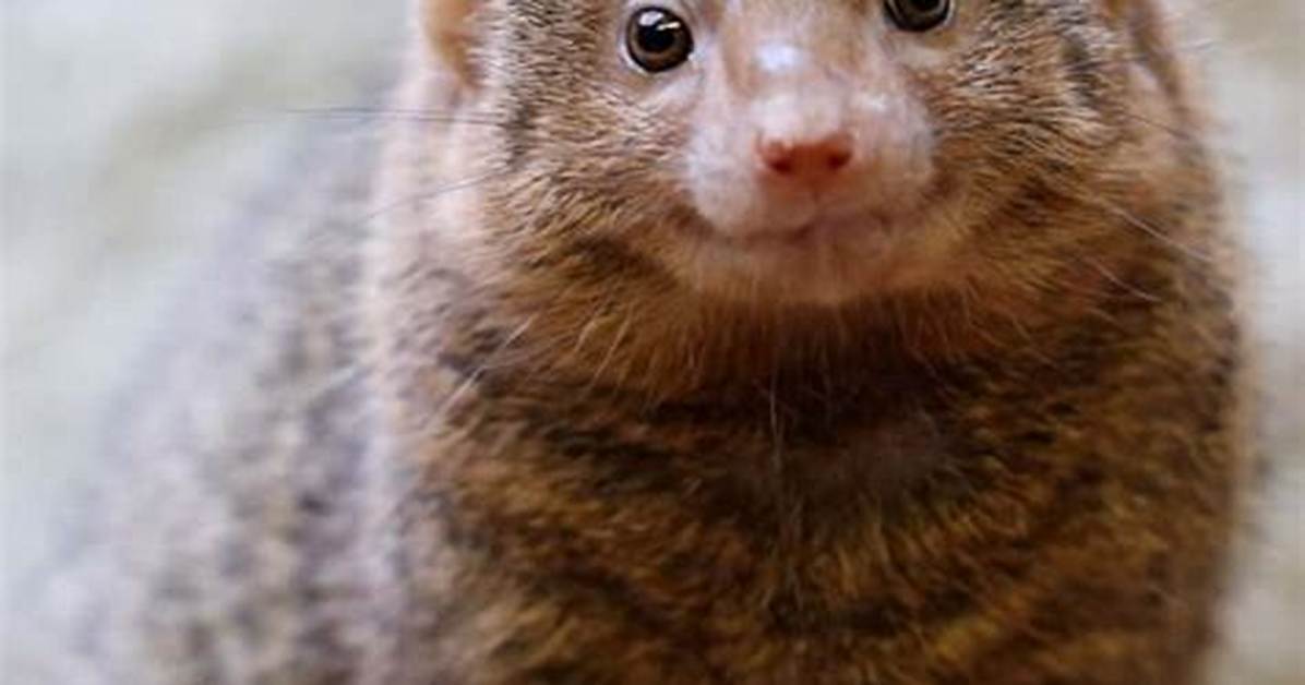 What Does Populate in Mongoose Mean?