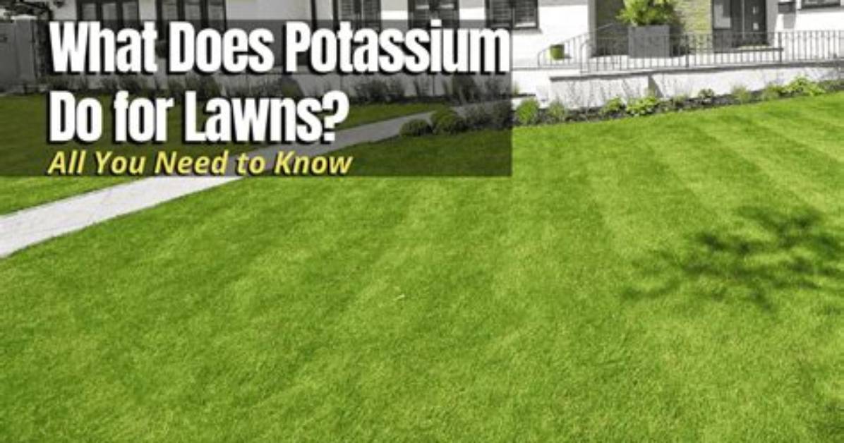 What Does Potassium Do for Grass