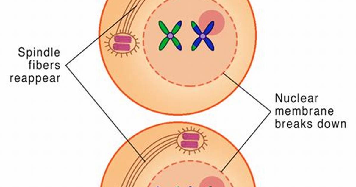 What Does Prophase Ii Mean