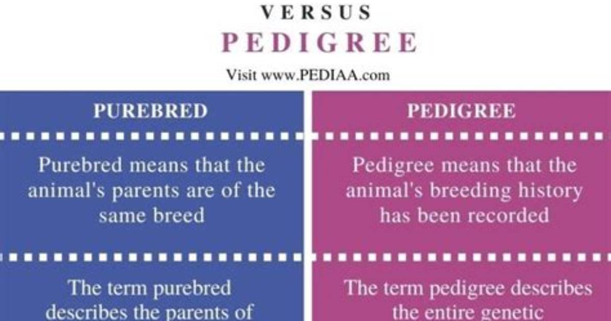 What Does Purebred Mean?