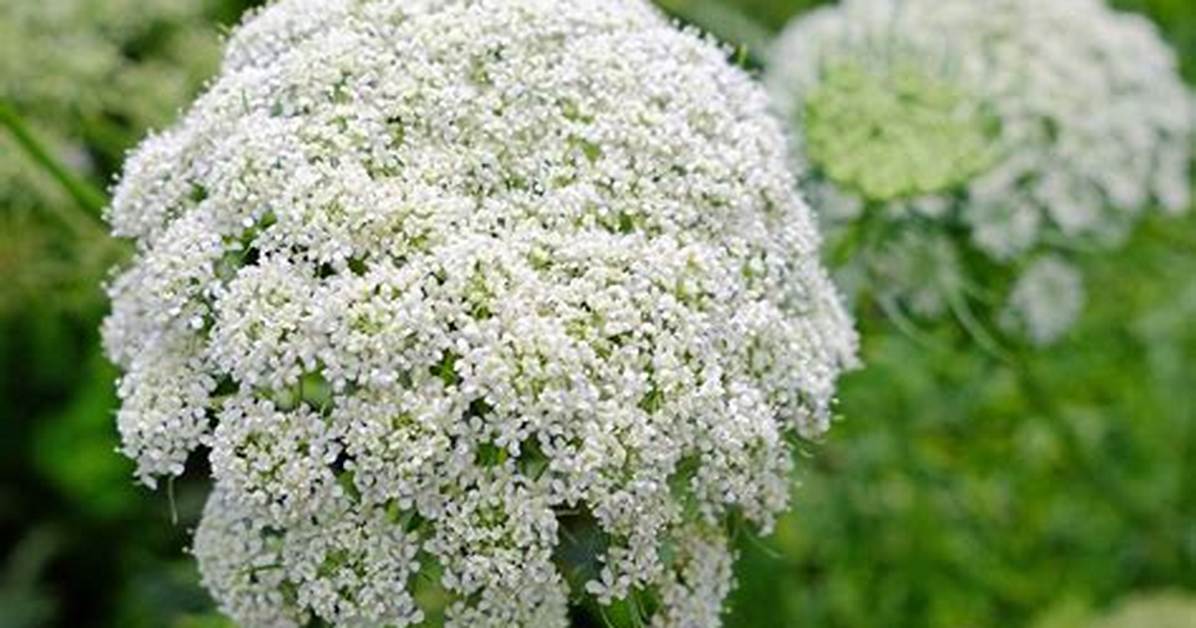 What Does Queen Annes Lace Do