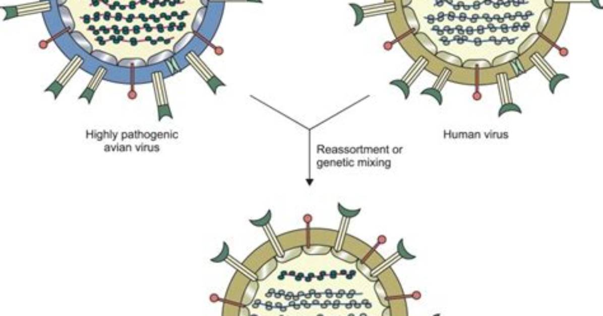 What Does Reassortment Virus?