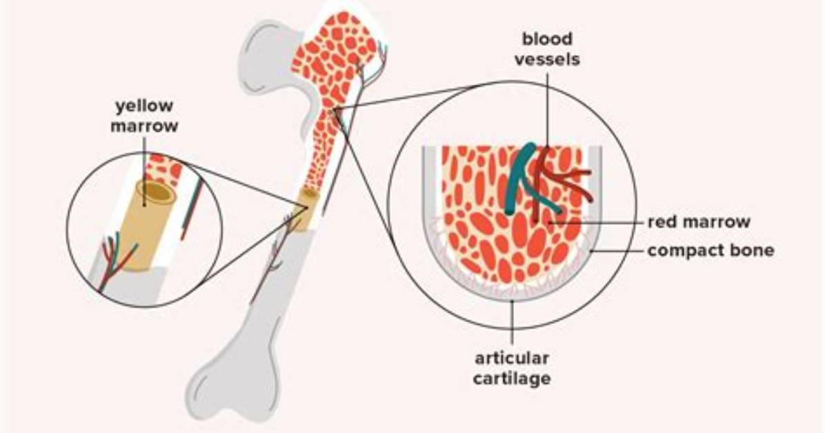 What Does Red Bone Marrow Produce