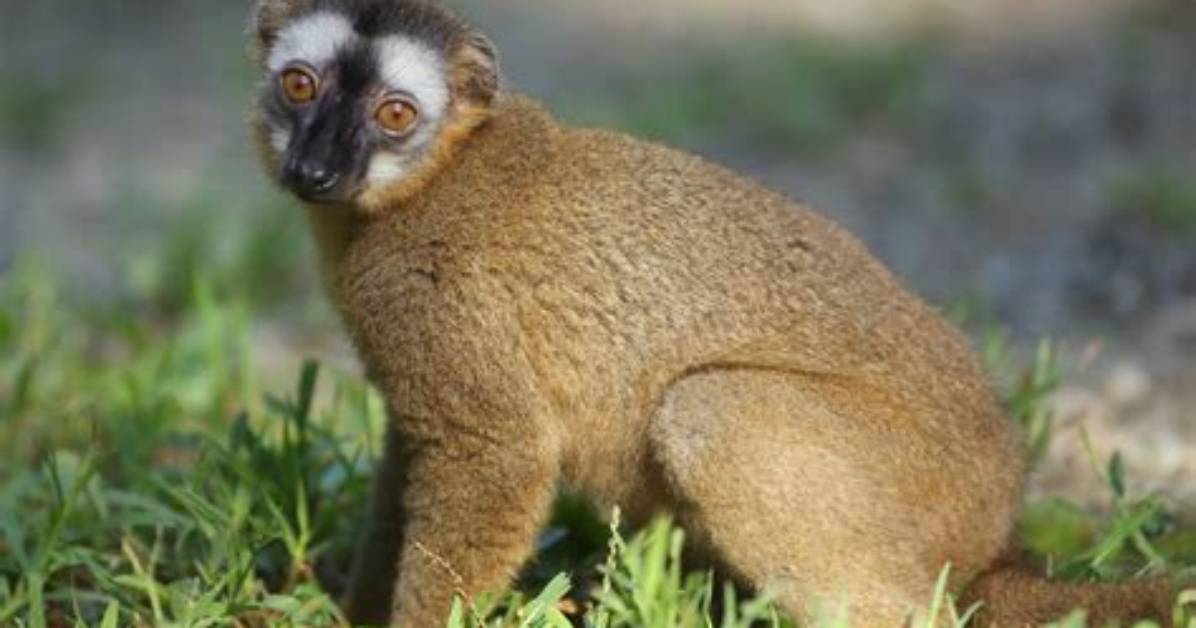 What Does Red-Fronted Brown Lemur Eat?
