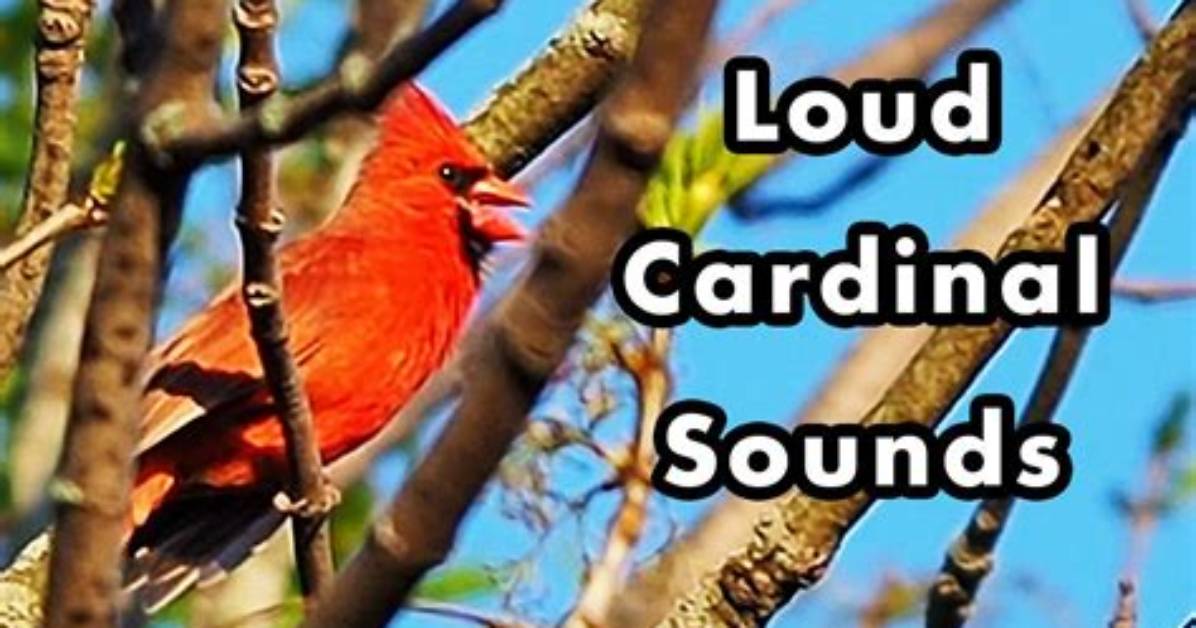 What Does Red Sound Like?