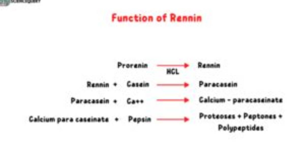 What Does Rennin Digest?