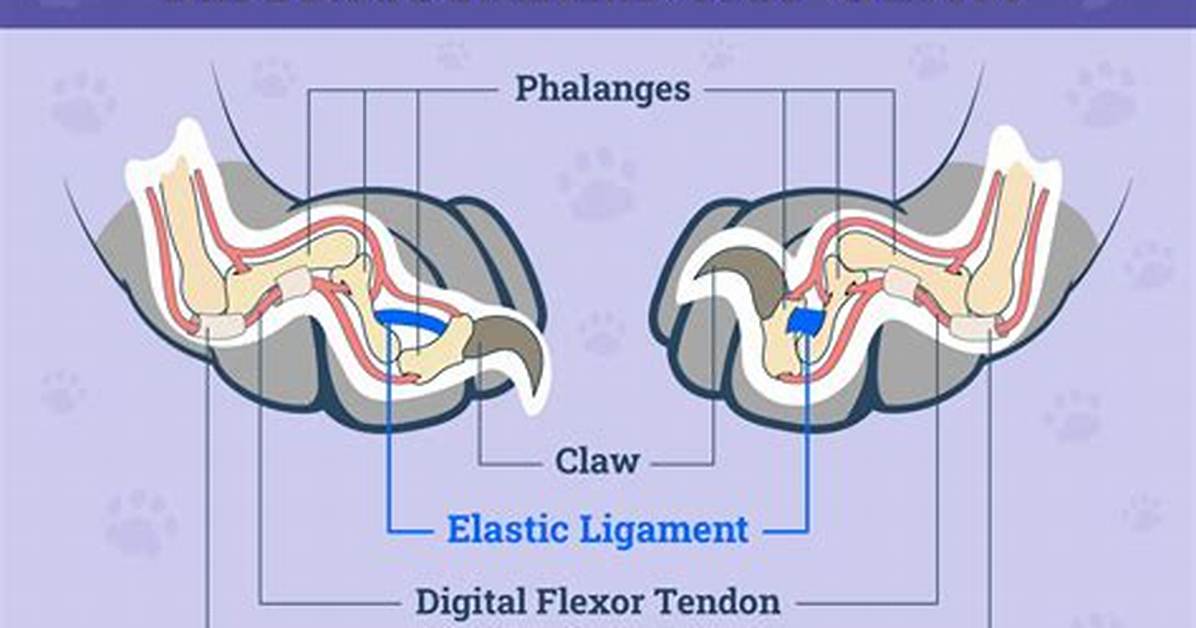 What Does Retract Claws Mean