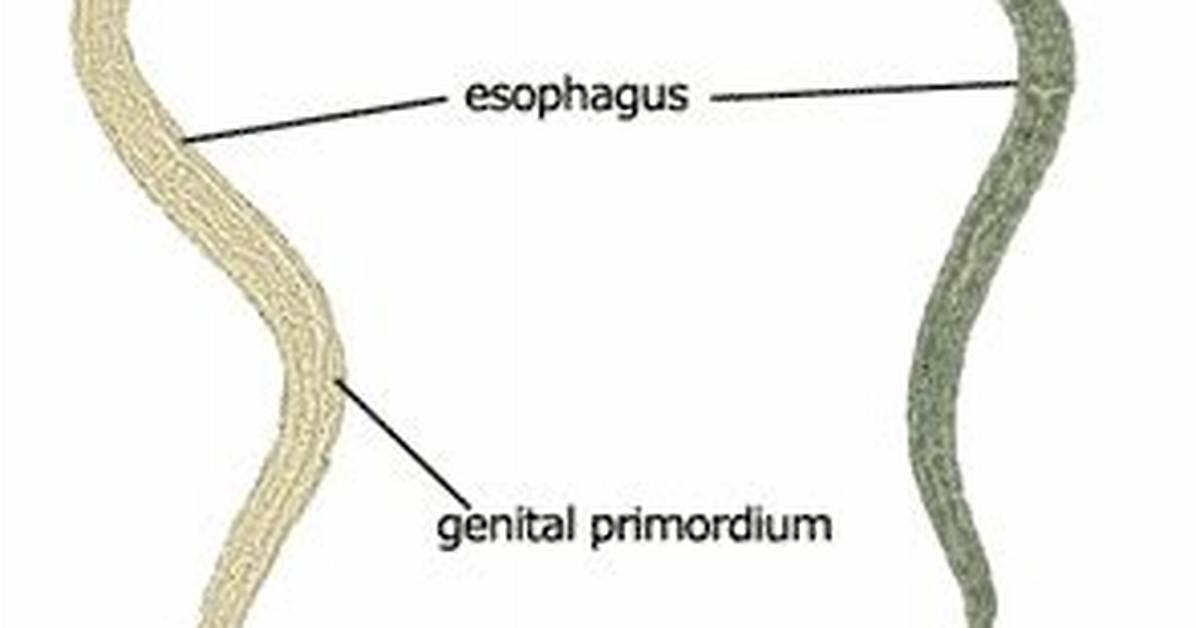 What Does Rhabditiform Larva?