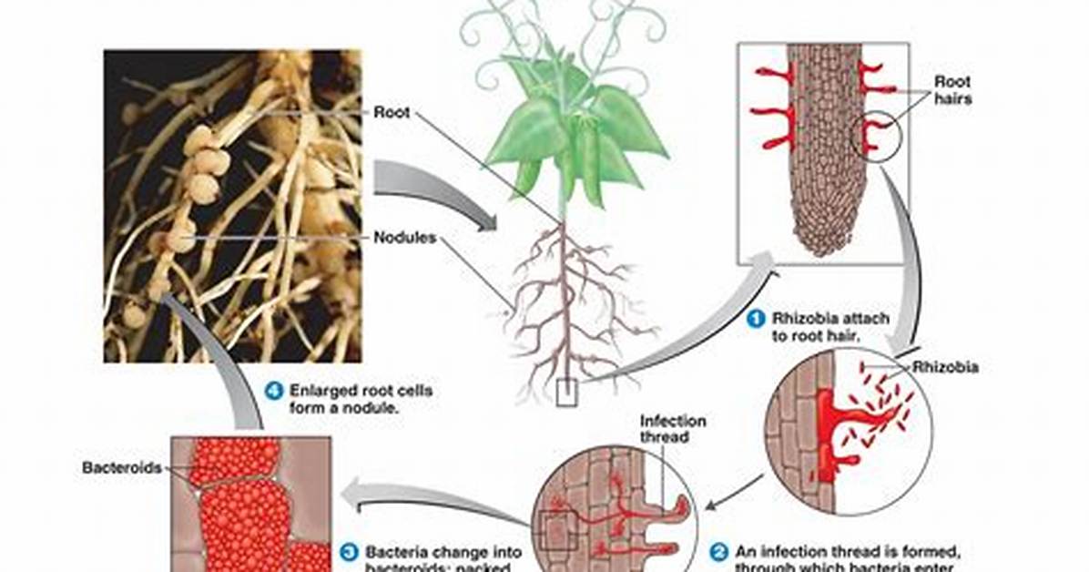 What Does Rhizobium Do?