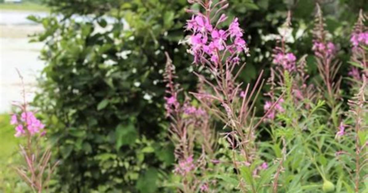 What Does Rosebay Willowherb Look Like?