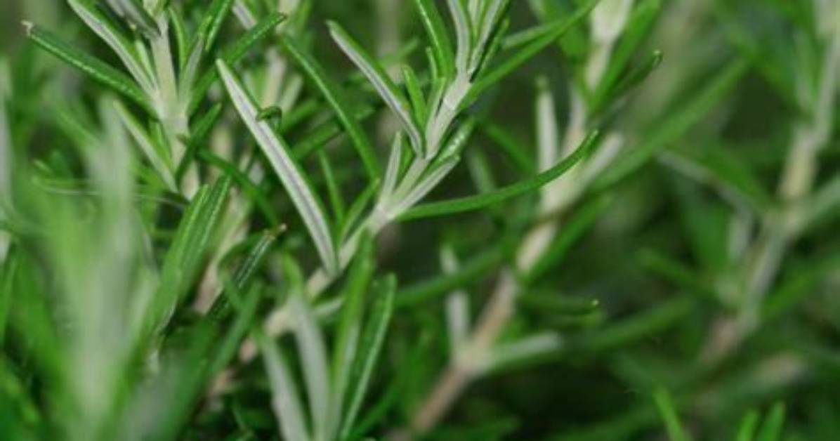 What Does Rosemary Symbolize