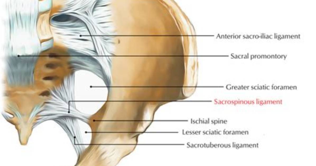 What Does Sacrospinous Mean?