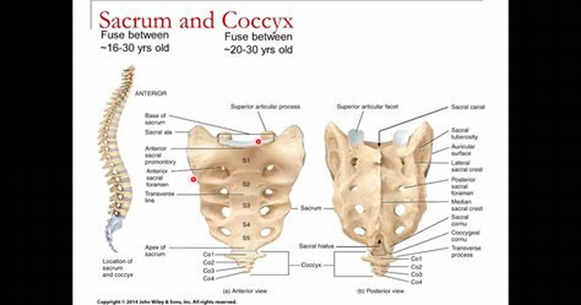 What Does Sacrum Coccyx Mean?